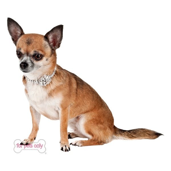 For Pets Only-ice Night Collar Special Collection - Image 2