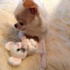 For Pets Only-TopoMio Junior Toy Limited Edition - Image 2
