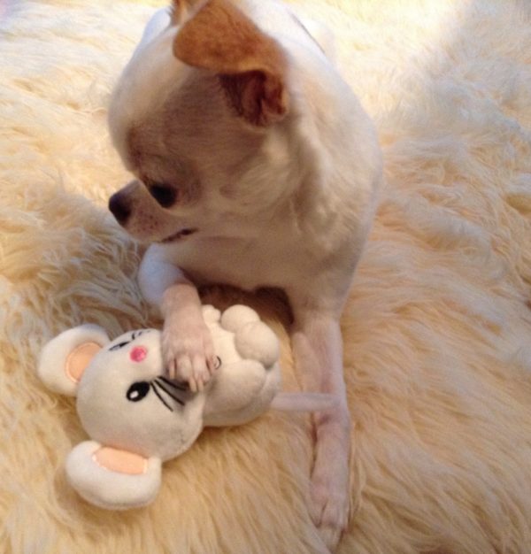 For Pets Only-TopoMio Junior Toy Limited Edition - Image 2