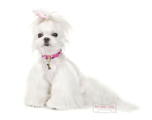 Love me collar- Fuchsia - Image 2