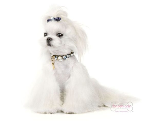 Designer Blue Denim Collar - Image 2