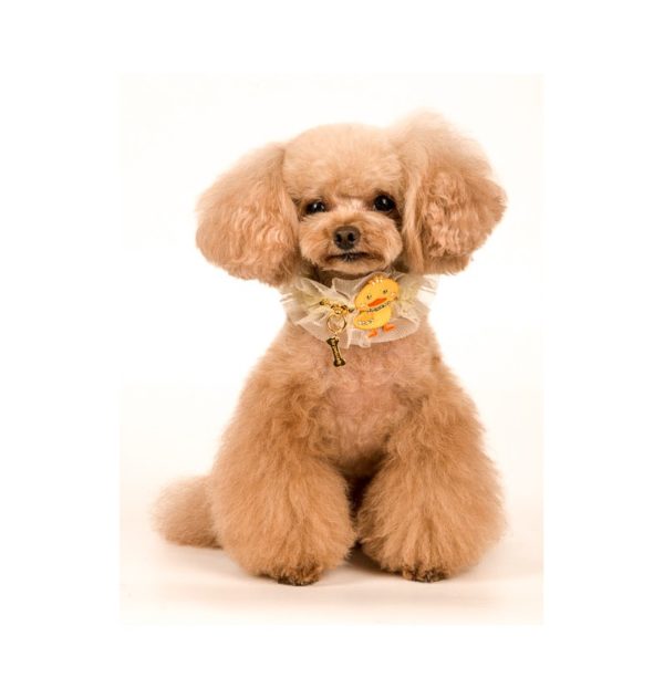 chicky love collar - Image 2