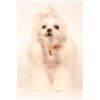 I'm a queen collar - Image 2