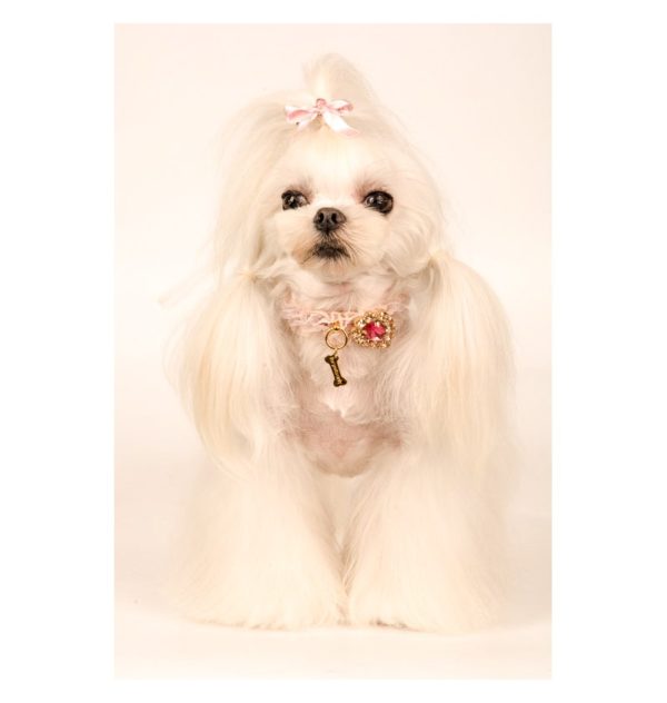 I'm a queen collar - Image 2