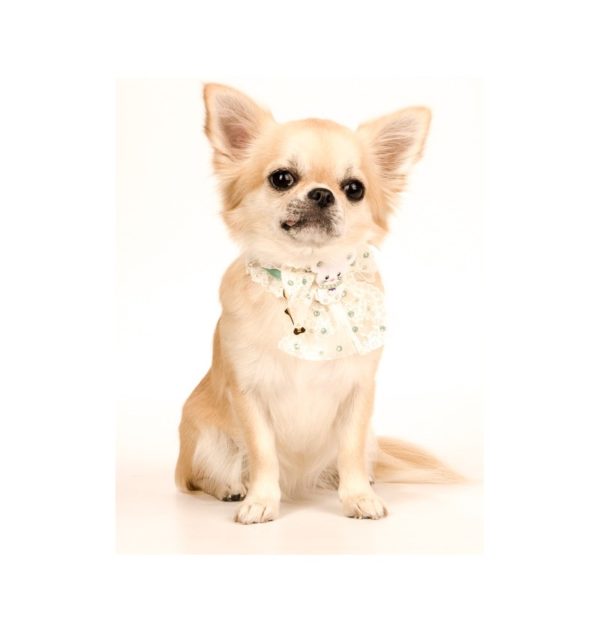 topomio pastel collar-mint - Image 3